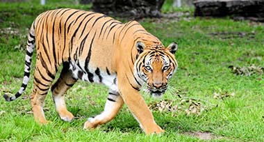 Tijger bij GaiaZOO in Kerkrade